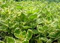 Alexander Variegated Loosestrife / Lysimachia punctata 